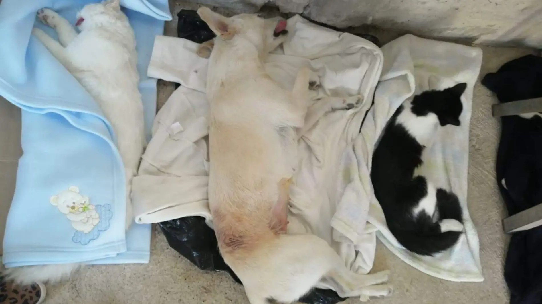 PVEM y Ángeles Con Voz SJR esterilizan mascotas a bajo costo.  Cortesía  Ángeles Con Voz SJR.